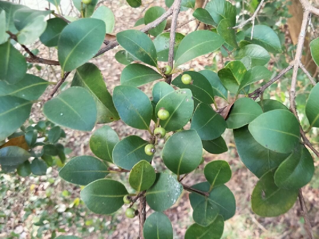 請問植物名稱