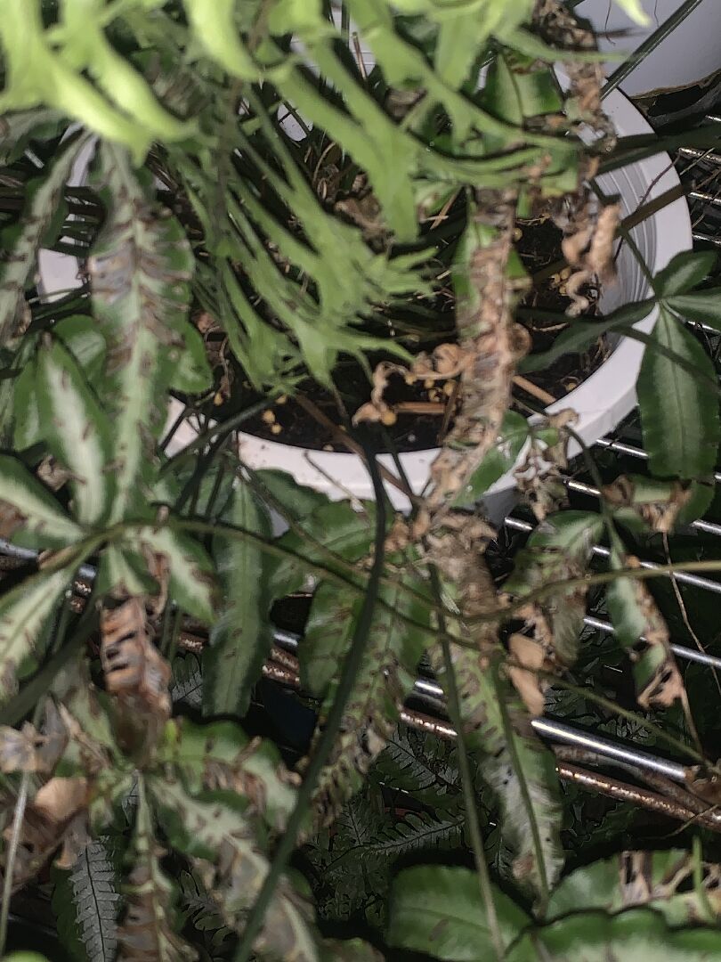 我的白玉鳳尾蕨怎麼了？