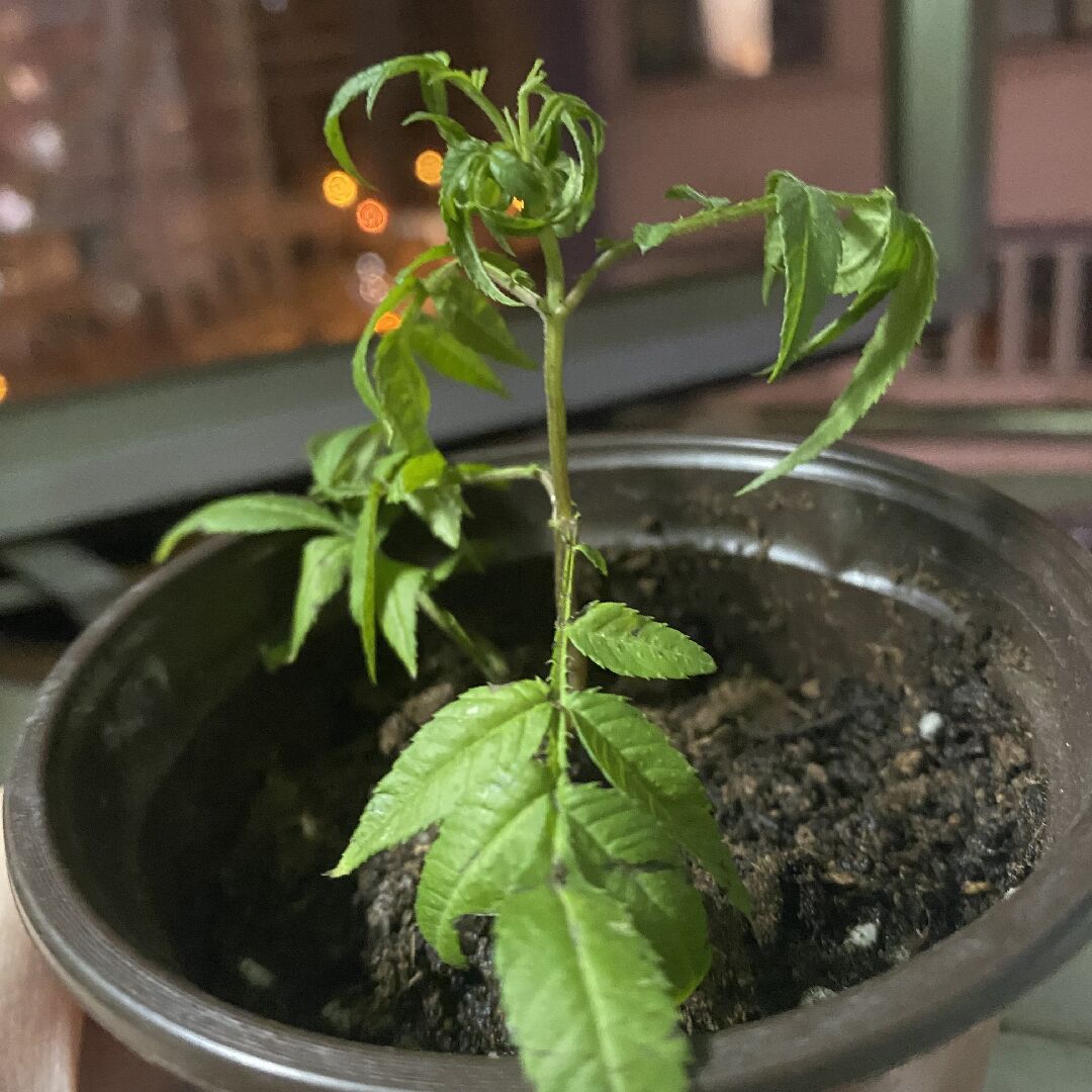 新手種芳香萬壽菊