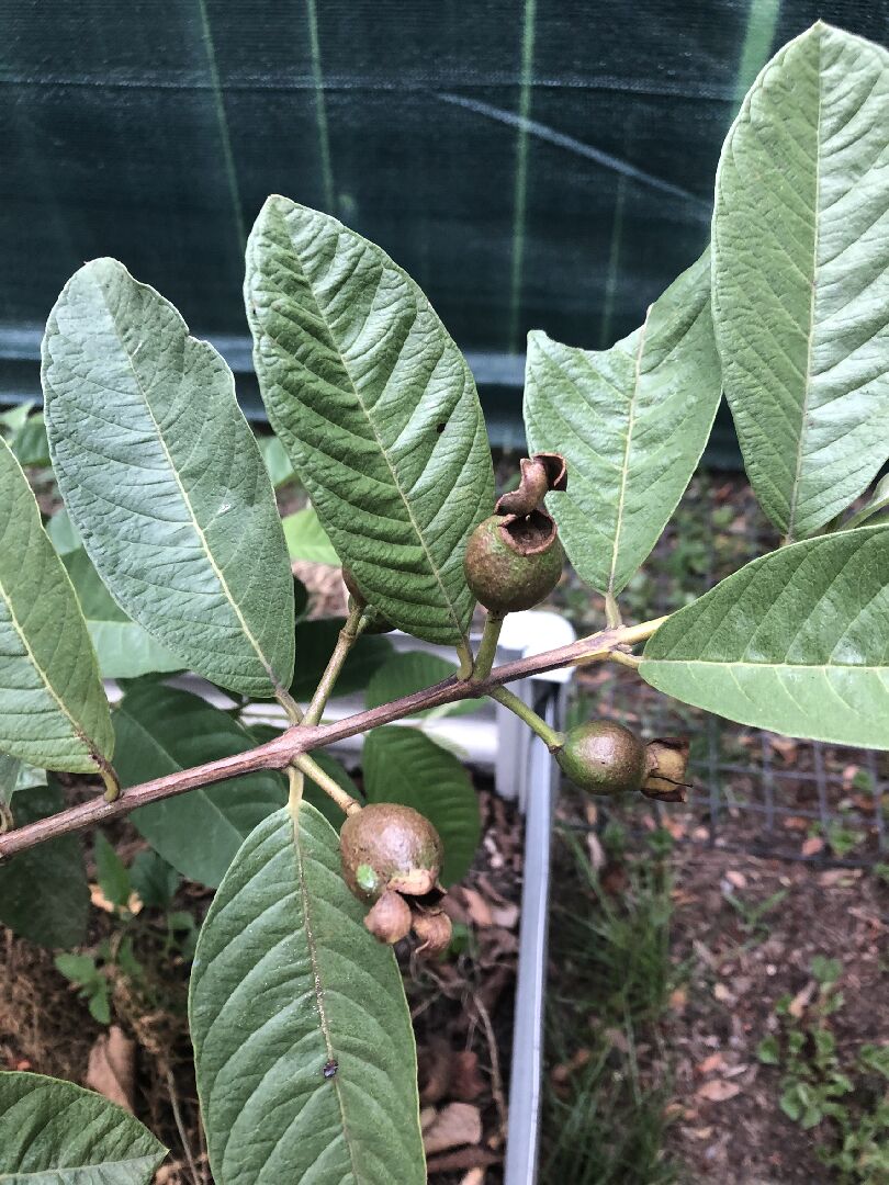 芭樂果實變褐色的原因