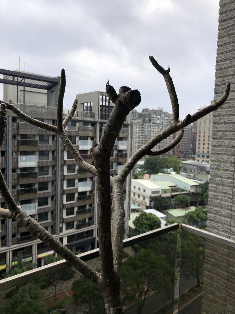 雞蛋花葉子掉光，樹枝上有白斑