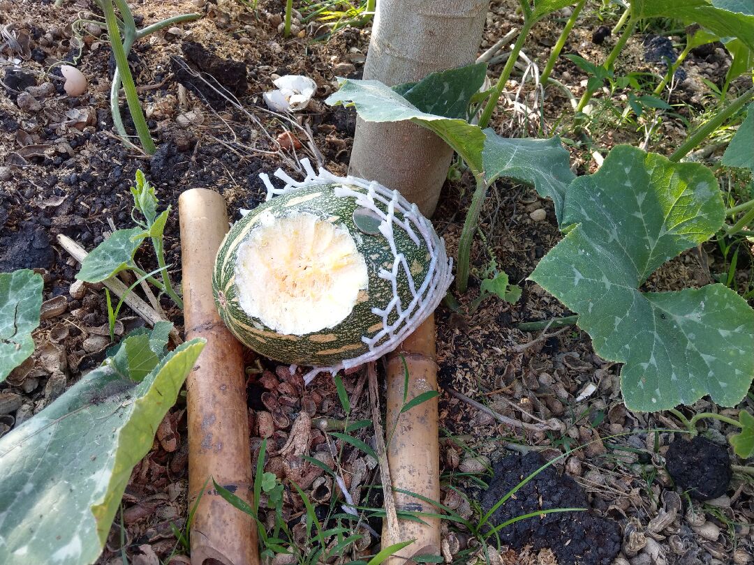 半山腰的菜園遭動物入侵