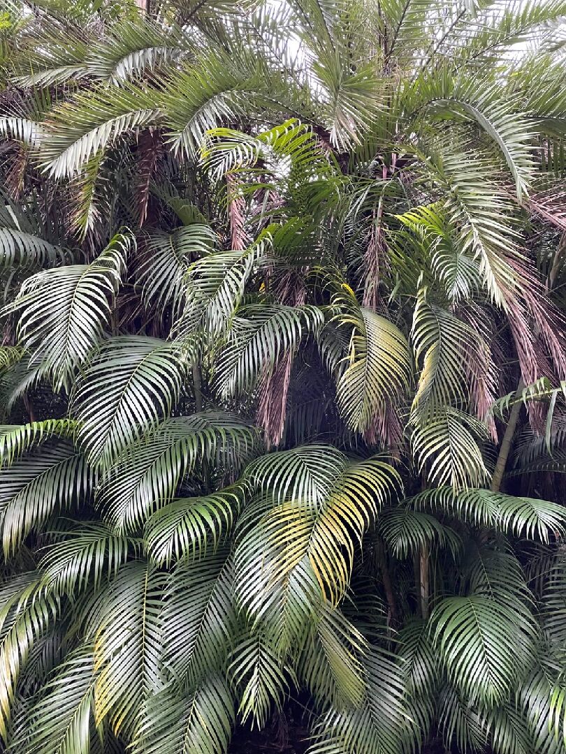 想請問植物園裡的這個是什麼植物？