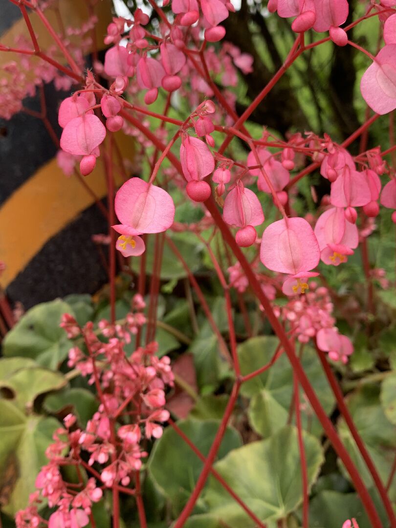 這是什麼植物