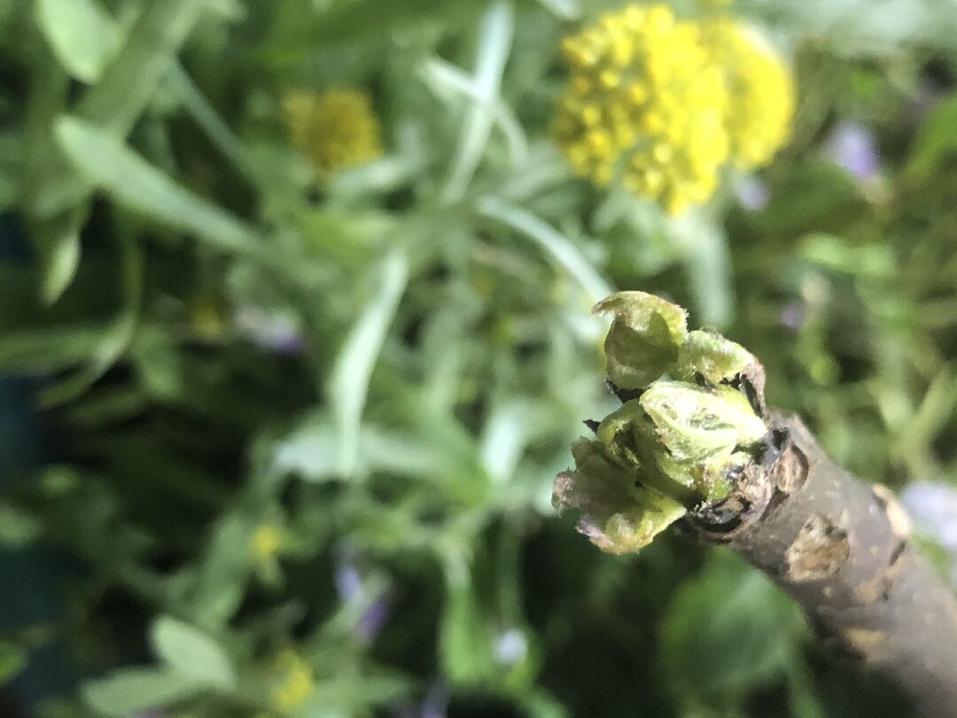 剪枝拍攝開花縮時 花瓶水養份的建議