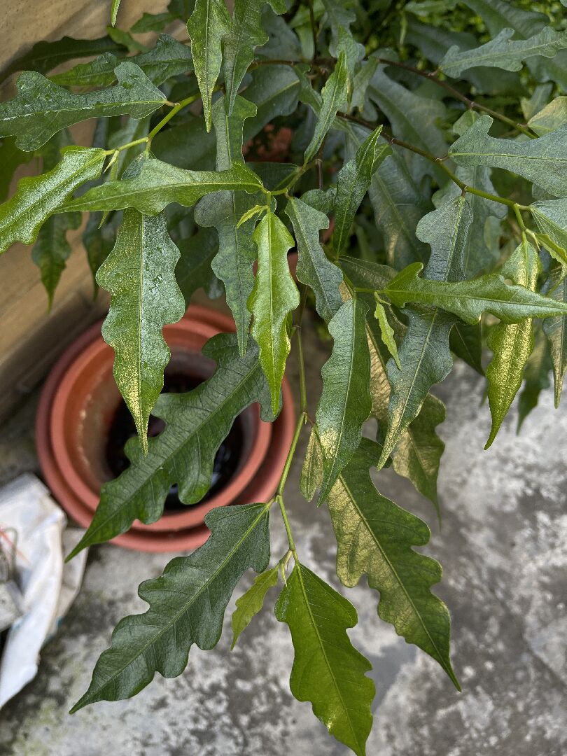 請問這是什麼植物呢？