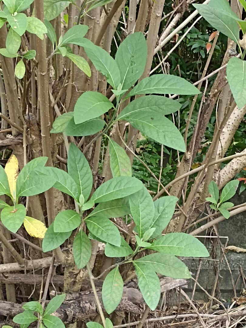 請問這是什麼植物