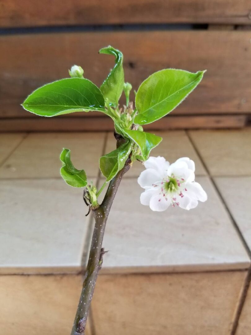 請問這是何種類梨花?
