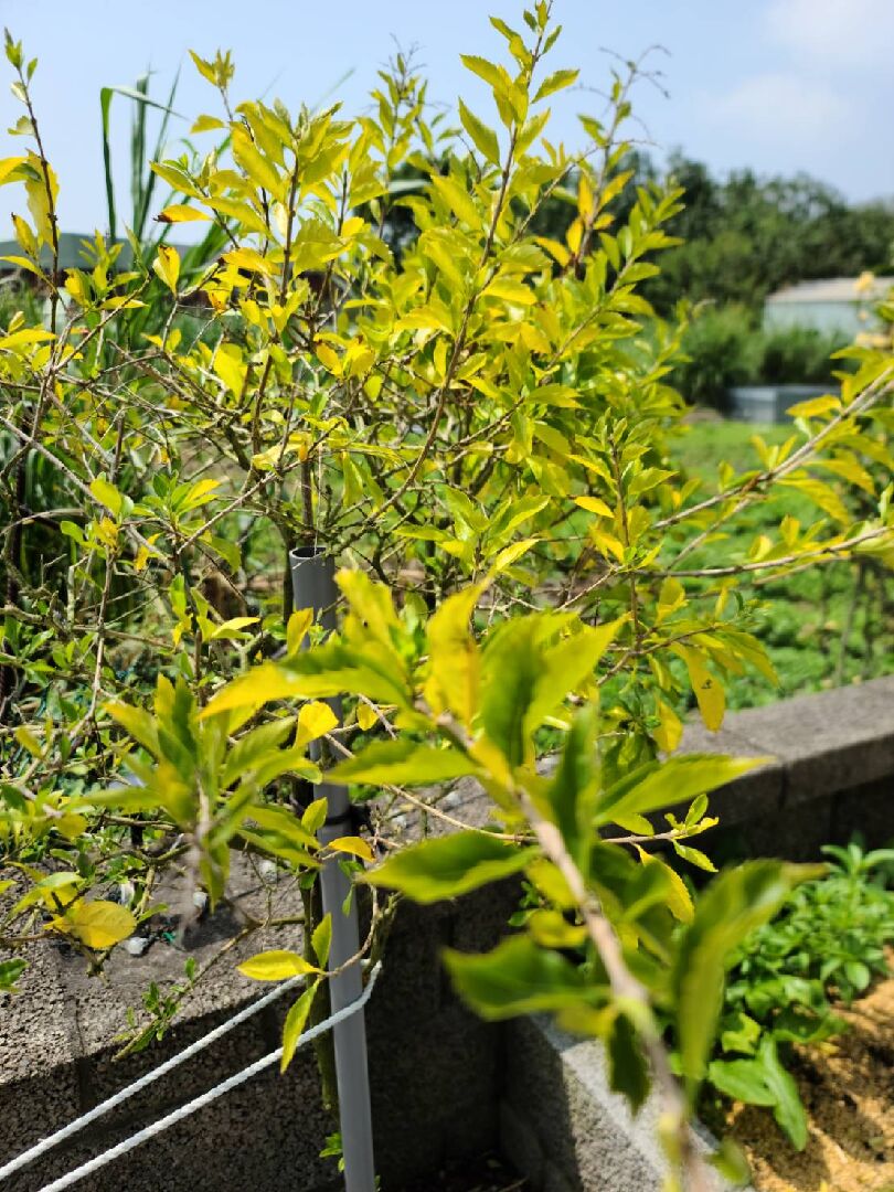 金露花葉子發黃