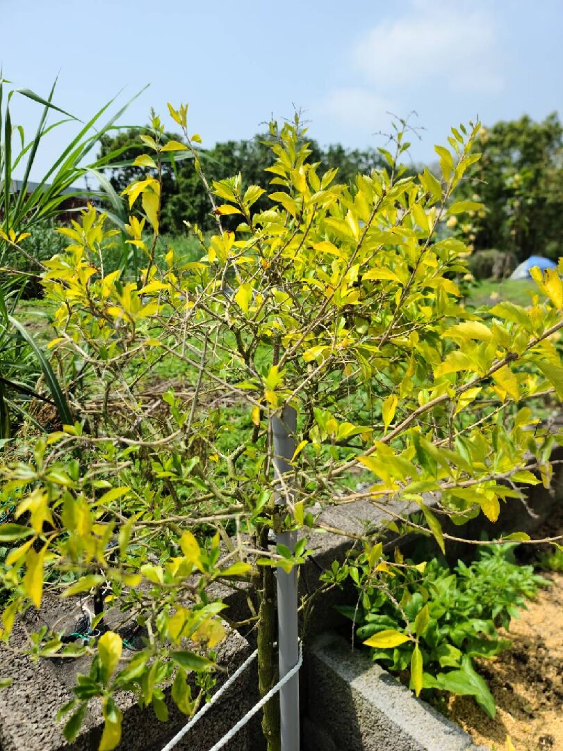 金露花葉子發黃