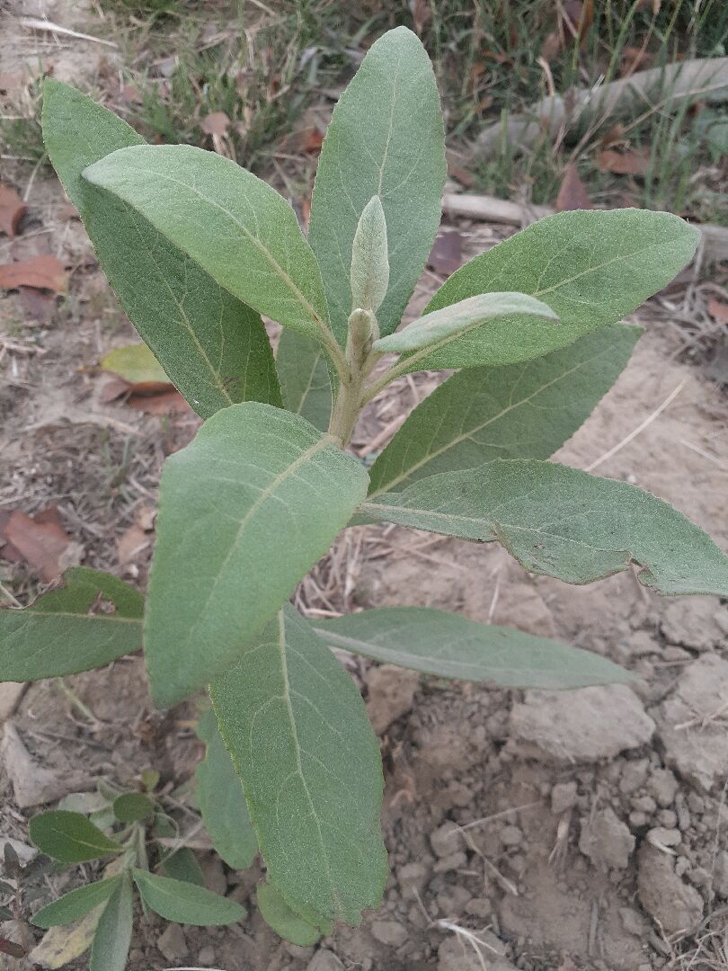 請問這是什麼植物？