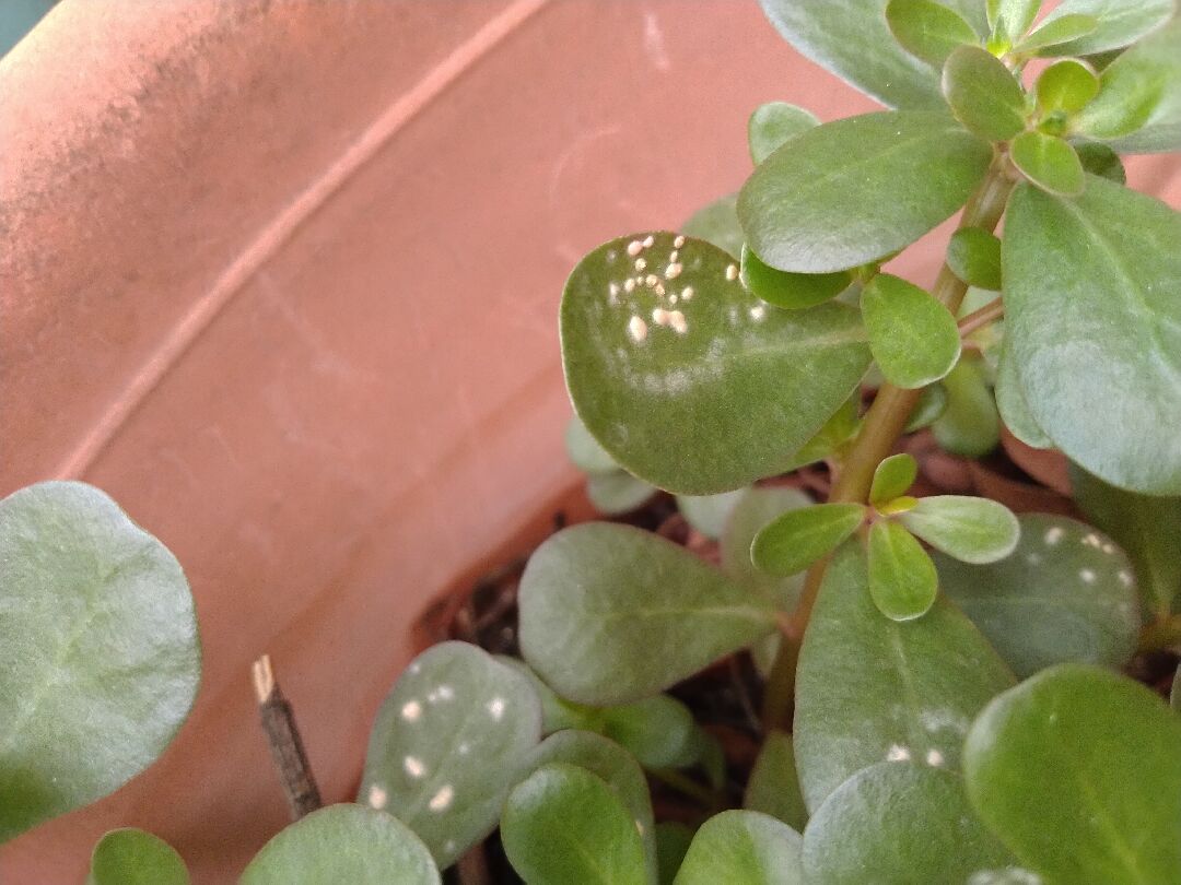 植物出現黃色圓形粉狀的東西..?