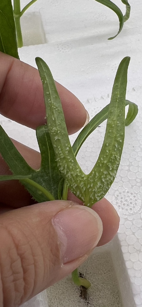 水耕空心菜長粉刺狀的物質