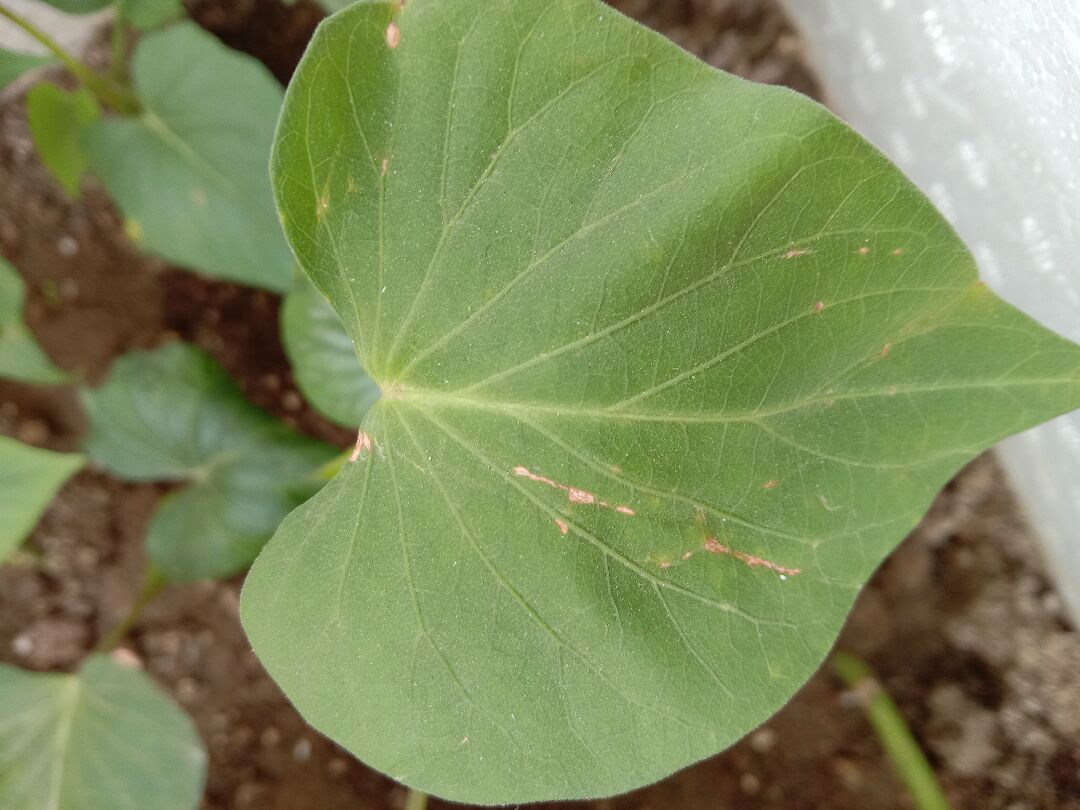 地瓜葉葉片上有淺褐色斑點
