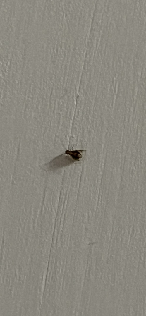 請問這是什麼昆蟲