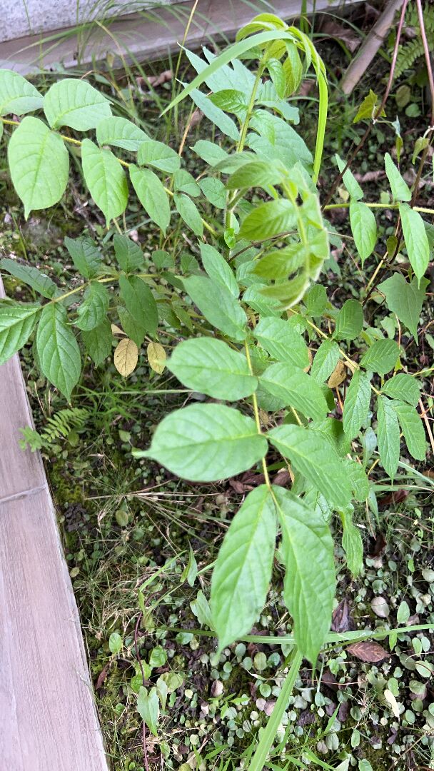 陽台突然長出這種植物？