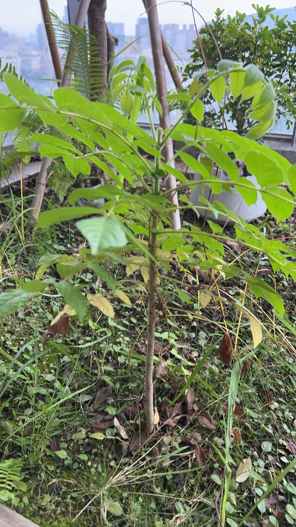 陽台突然長出這種植物？