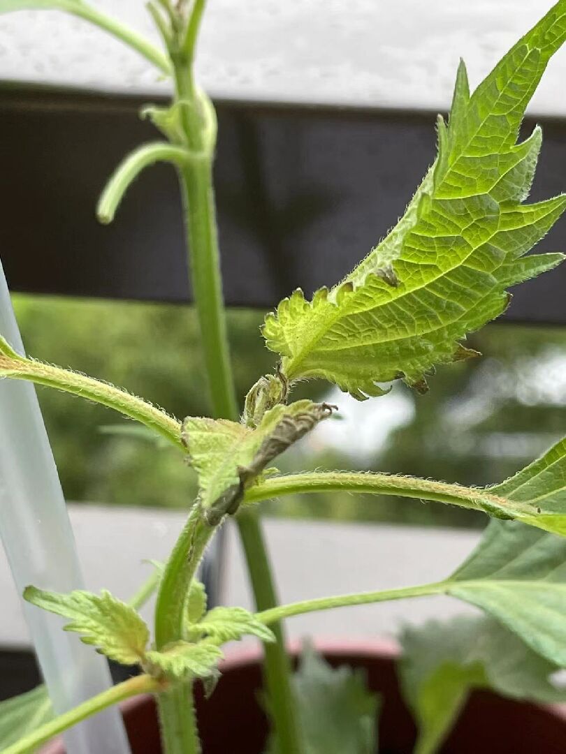 紫蘇葉的新葉都有焦捲狀