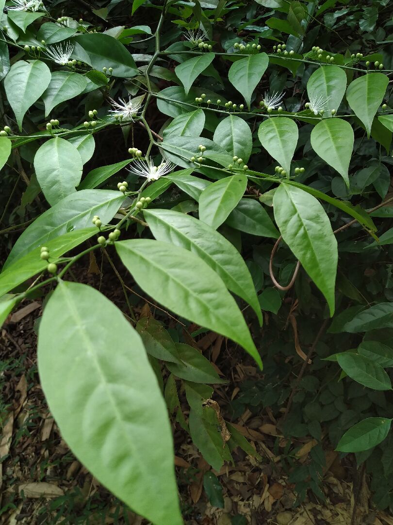 再請教，個人不知其名，請問圖中是什麼植物？