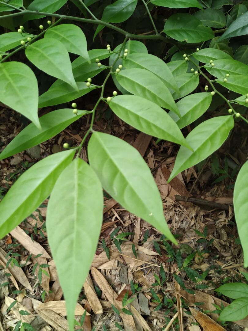 再請教，個人不知其名，請問圖中是什麼植物？