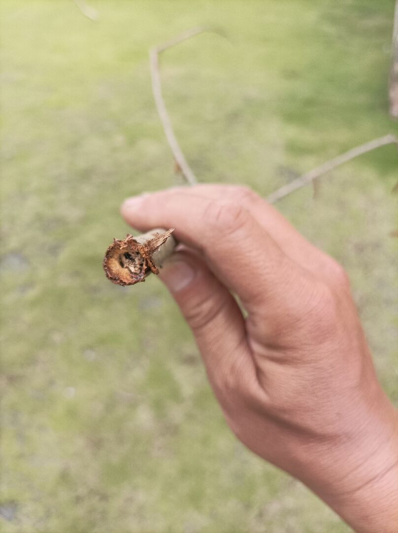 落羽松樹枝中空掉落