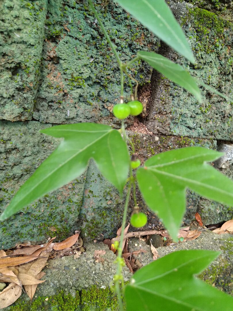 請教一下: 這什麼什麼爬藤植物？