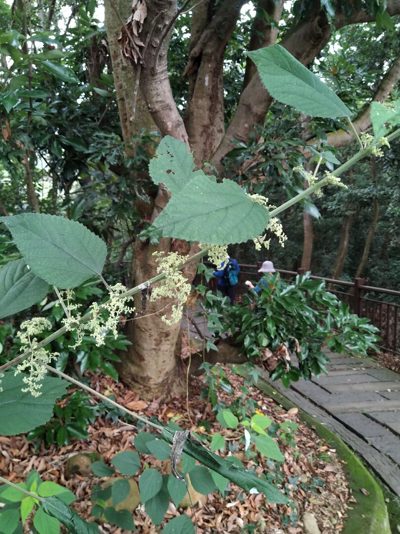 請教這是什麼植物