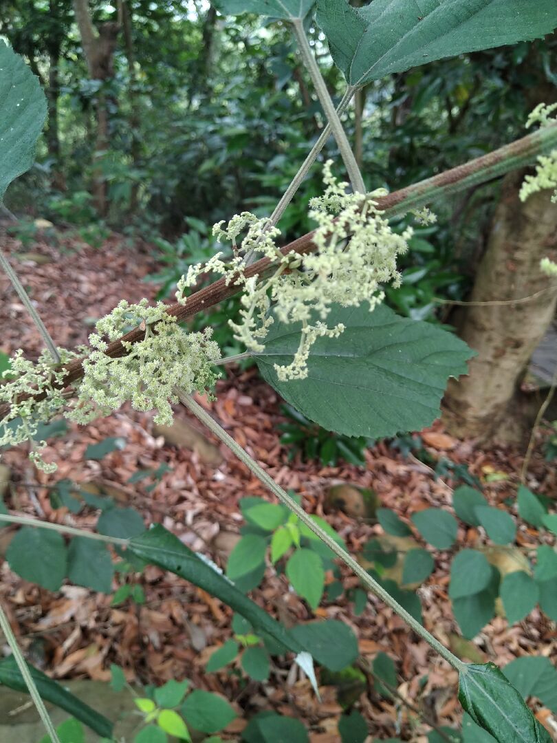 請教這是什麼植物