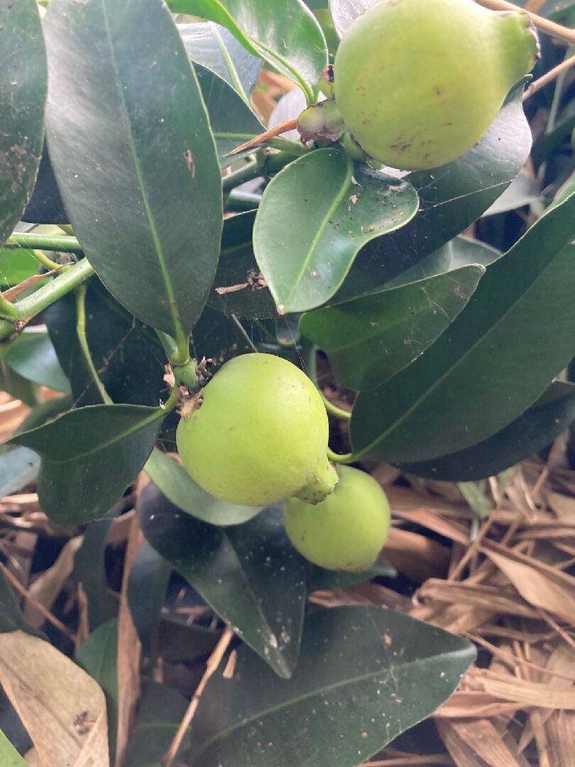 請問這是什麼植物水果？