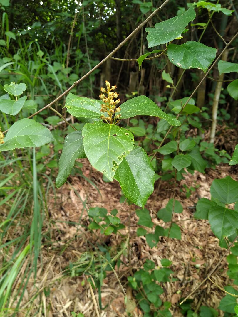 借問這是什麼植物?