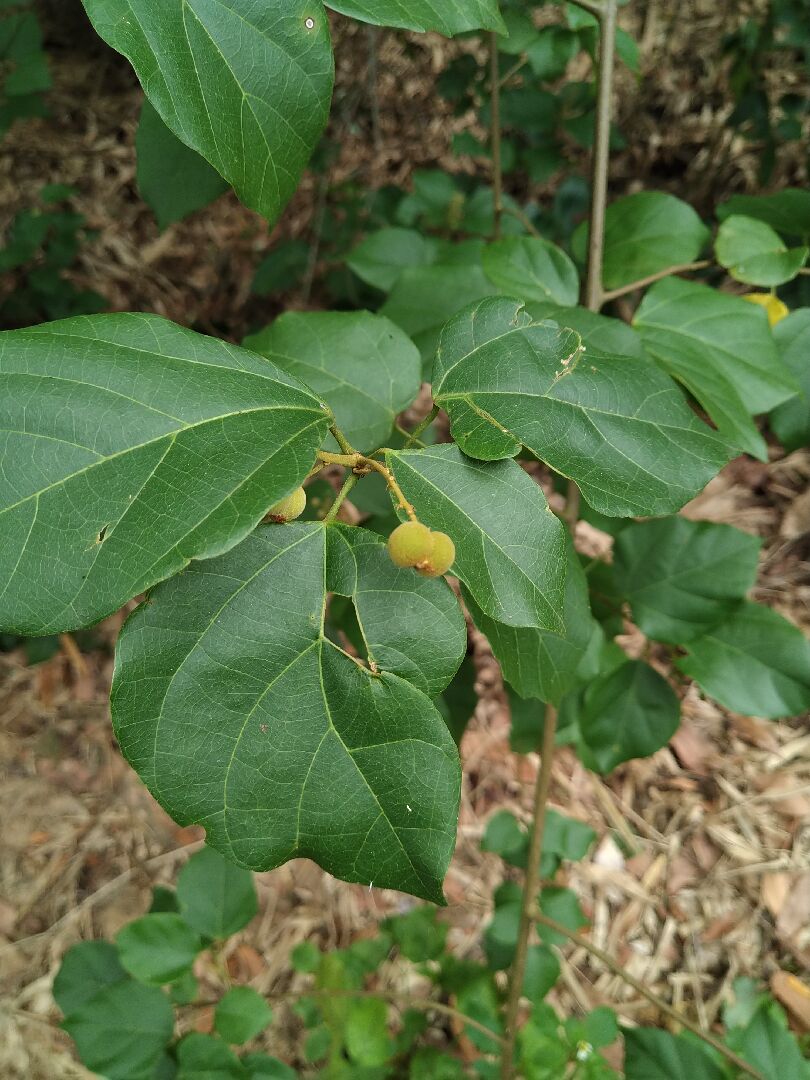 借問這是什麼植物?