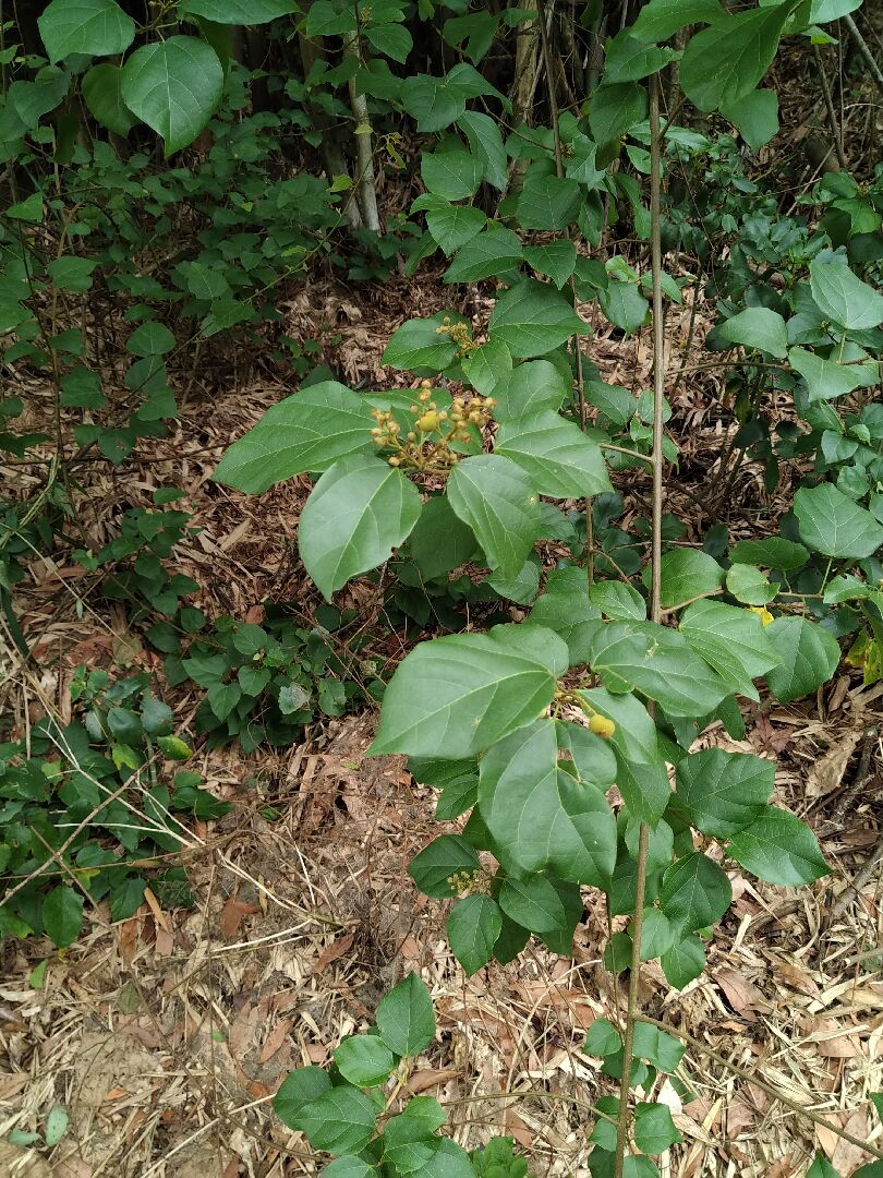 借問這是什麼植物?