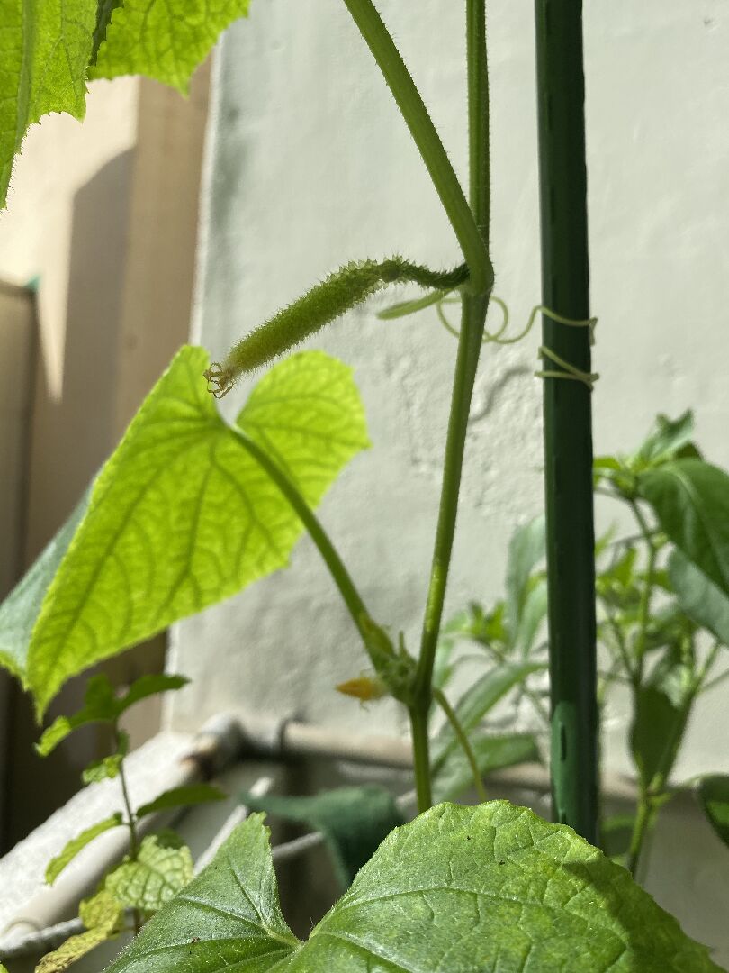 為什麼我的小黃瓜有雌花但一直不開