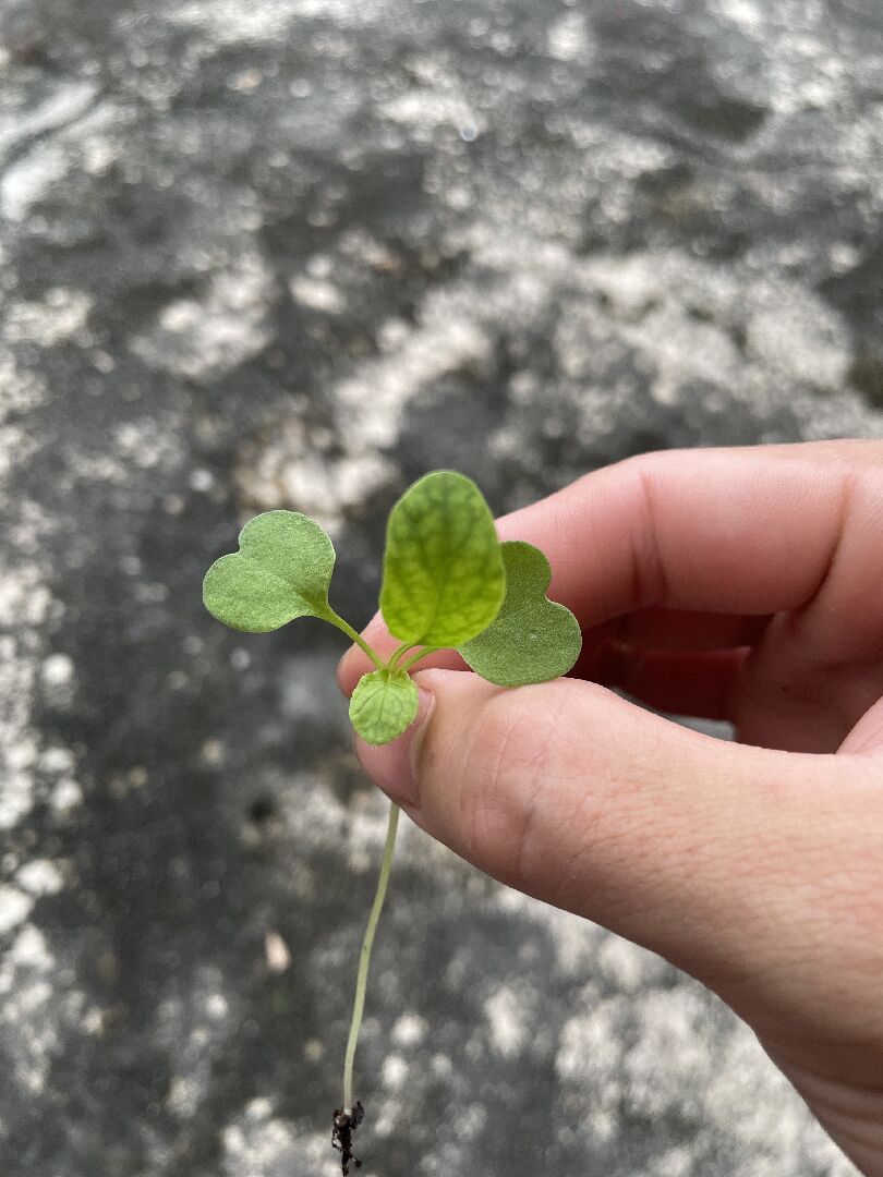 十字花科 芝麻葉