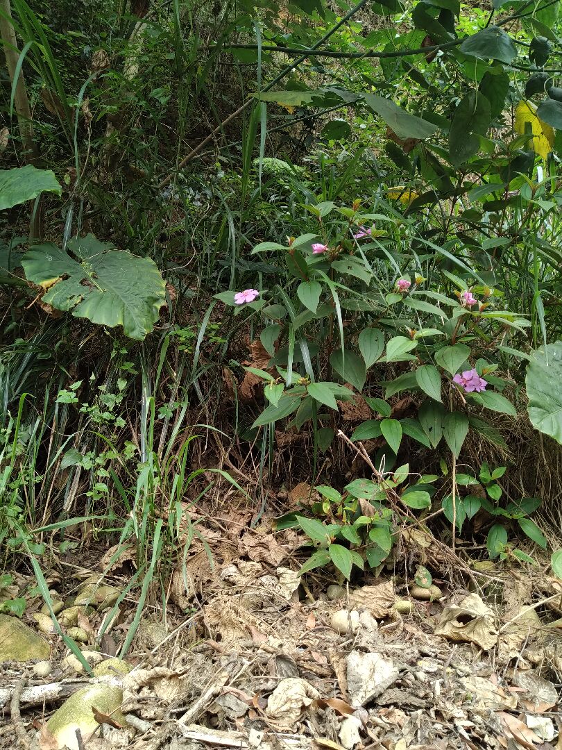 圖中開紫色花是什麼植物