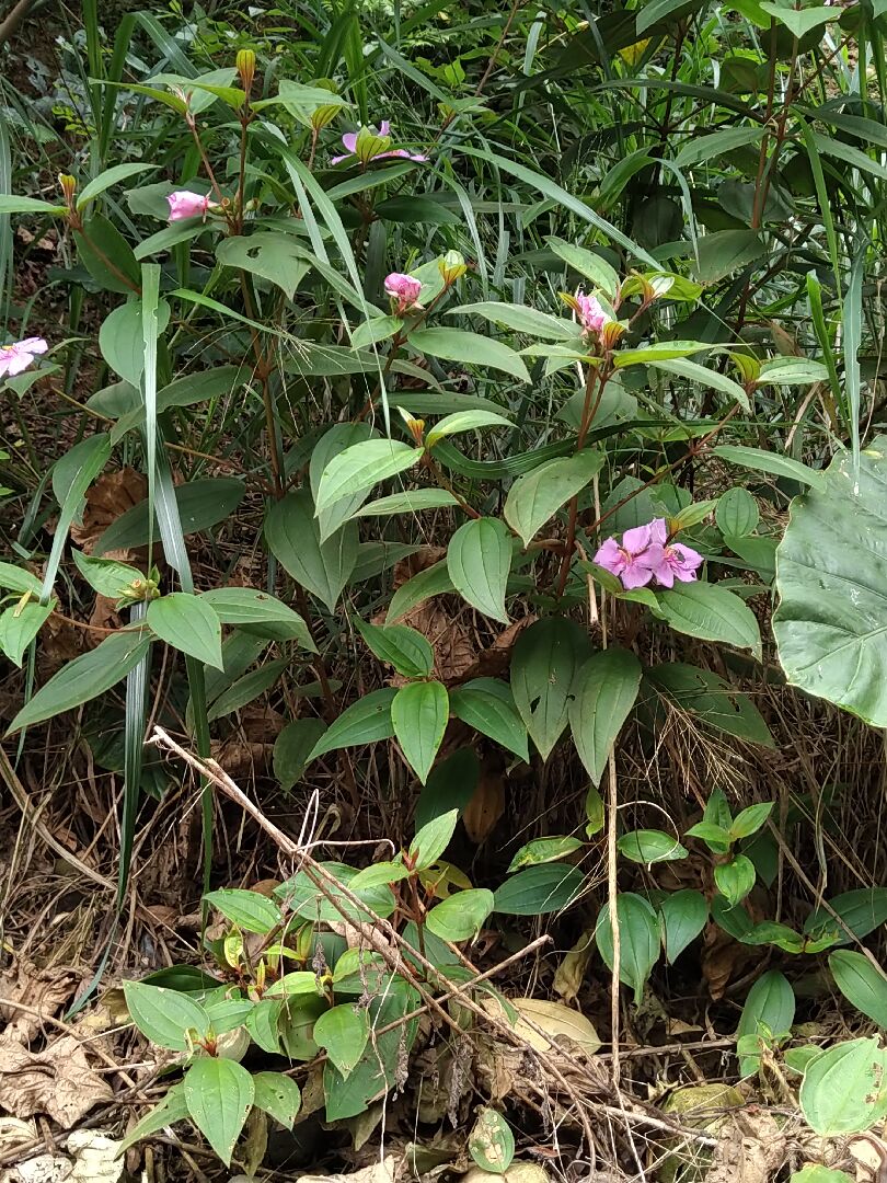 圖中開紫色花是什麼植物