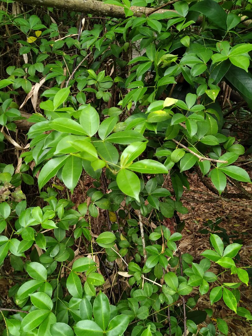 這是什麼植物?