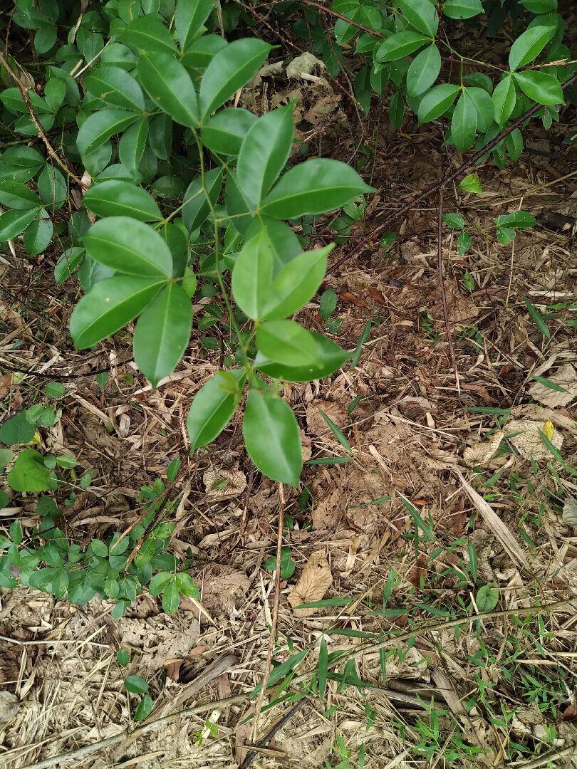 這是什麼植物?