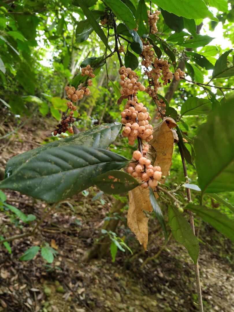 整串是麼植物啊? 