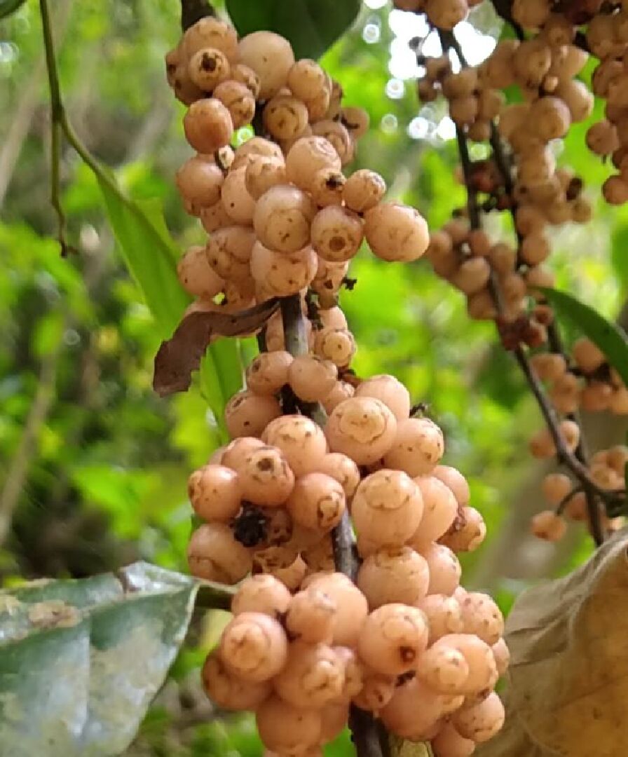 整串是麼植物啊? 