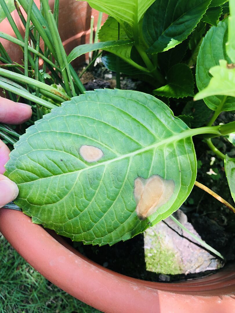 繡球花葉子鏽斑問題