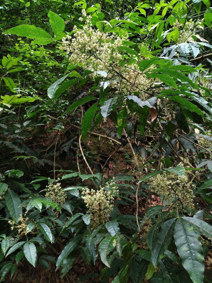 另一植物也是三葉，花開繁盛，請教是什麼植物? 茄苳嗎?