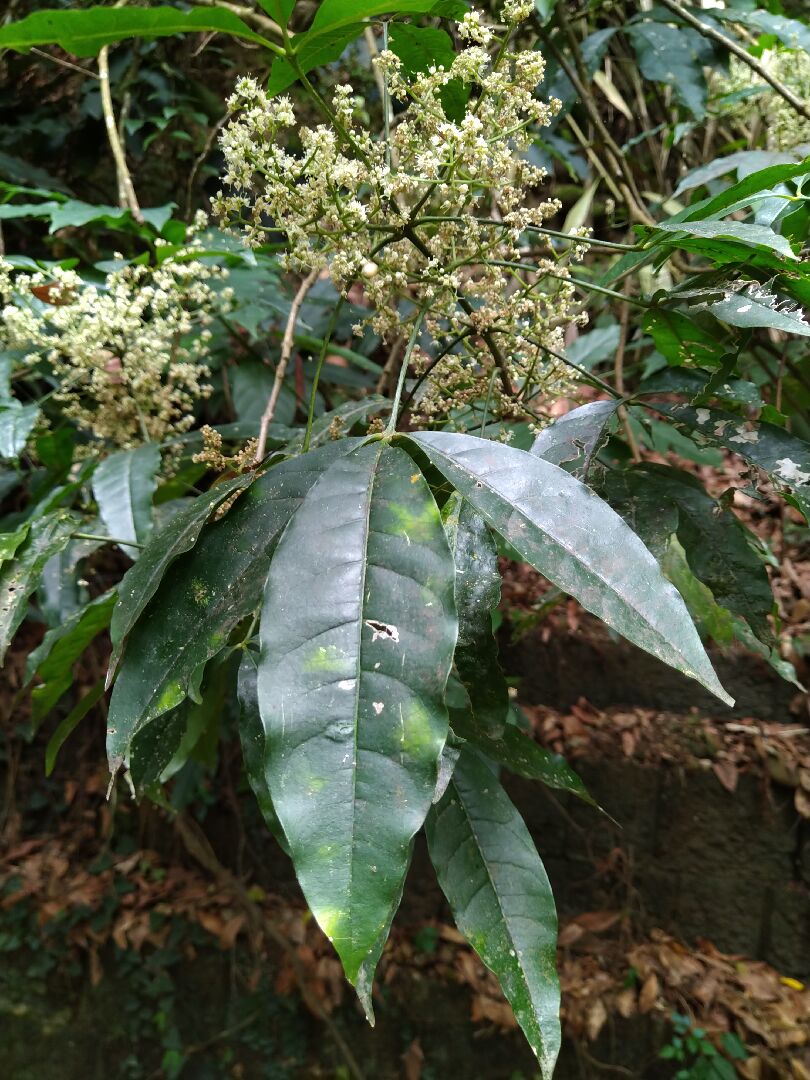 另一植物也是三葉，花開繁盛，請教是什麼植物? 茄苳嗎?