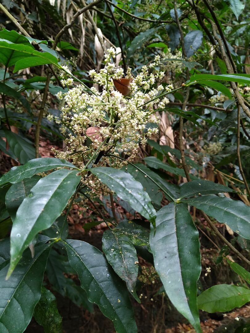 另一植物也是三葉，花開繁盛，請教是什麼植物? 茄苳嗎?