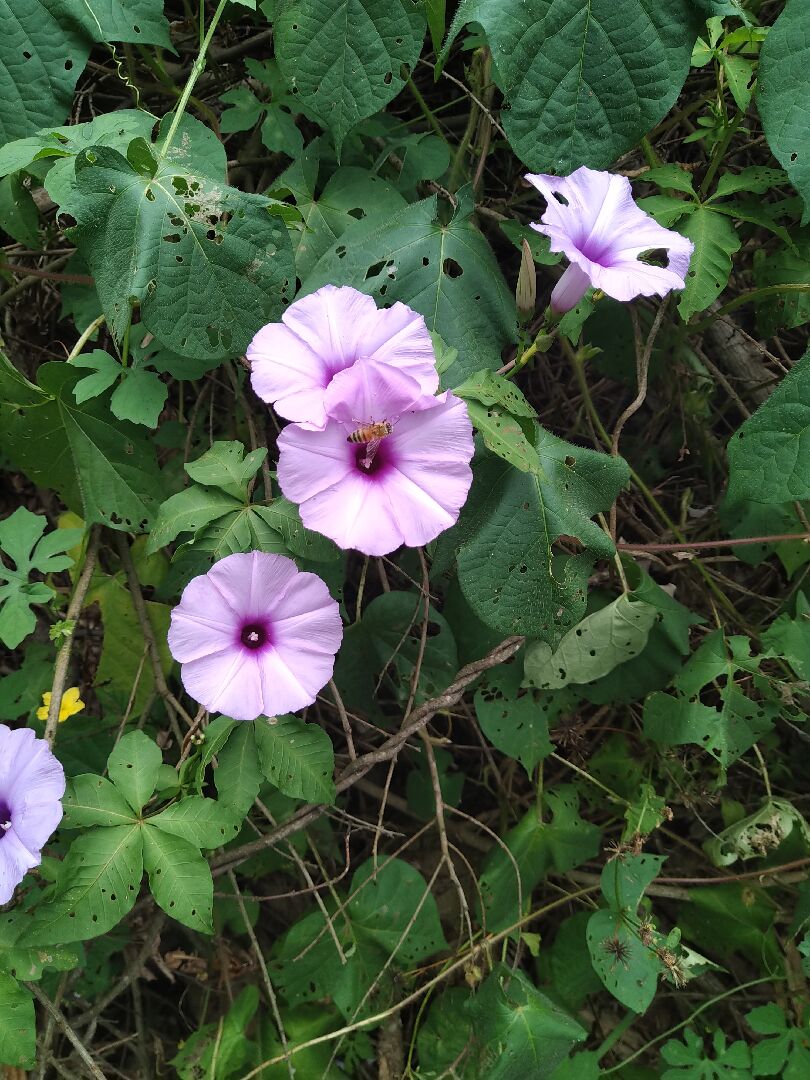 請問這是槭葉牽牛花嗎? 