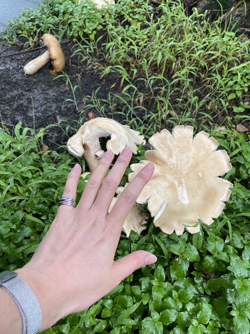 雨天樹下冒出的菇