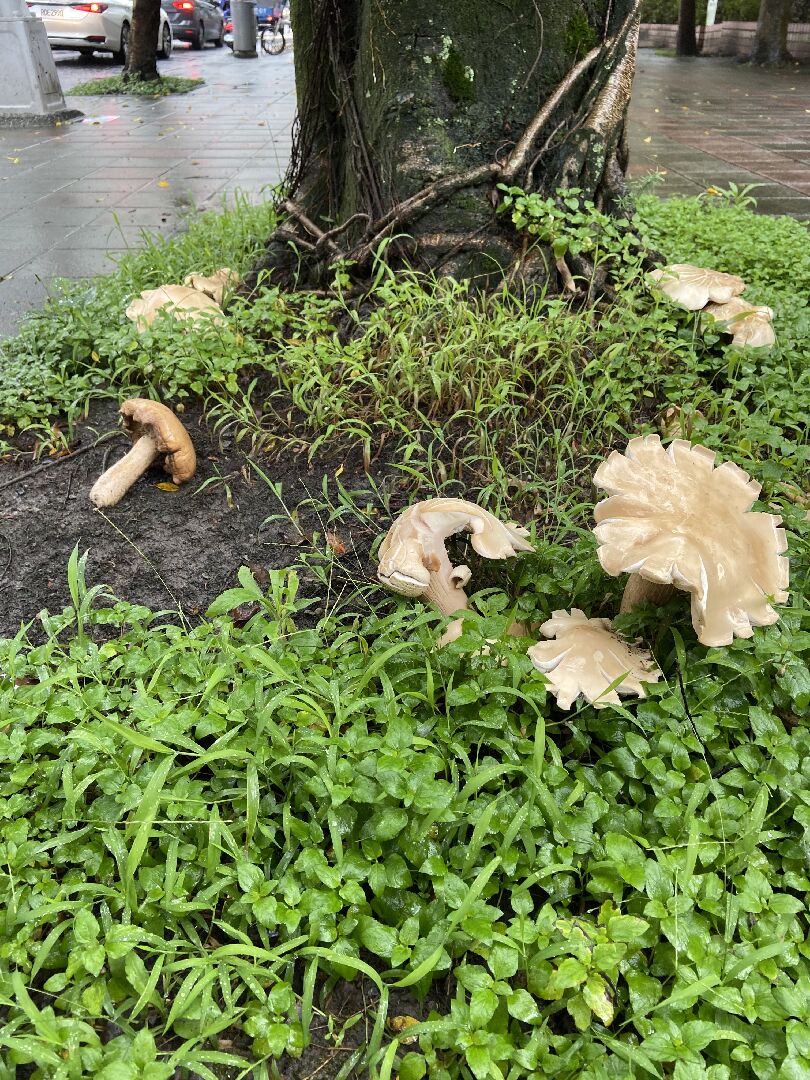 雨天樹下冒出的菇