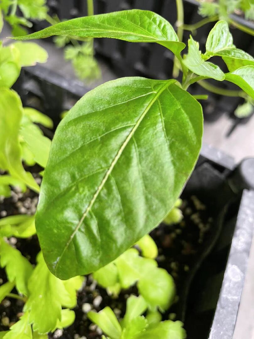 辣椒葉子背面出現奇怪的花紋，不知道是甚麼疫病