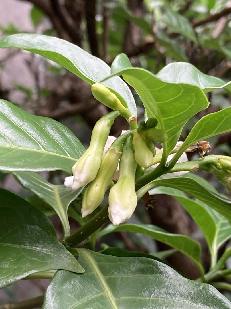 請問這是什麼花，葉背是長一堆，是蟲卵嗎？該如何去除？