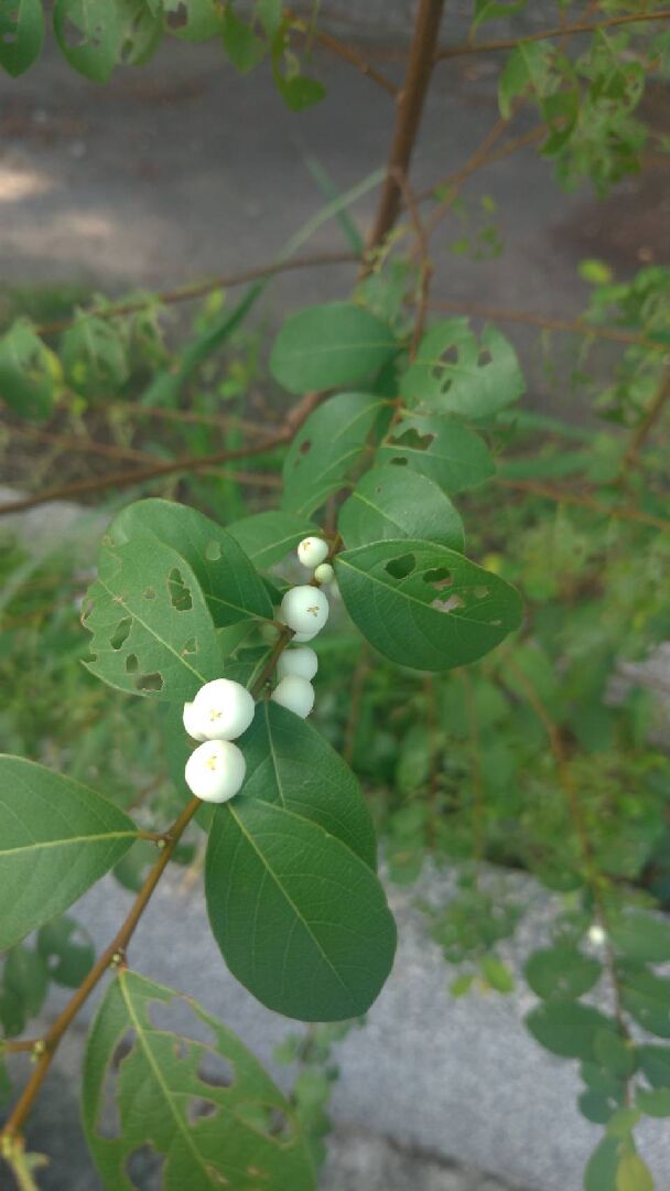 想請問這是什麼植物，好種嗎？